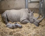 Knowsley Safari, near Liverpool, has announced that the female calf was born at 11.32am on 12 February, and mother and baby are doing well.