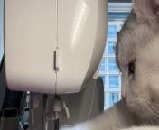 In this comical skit video, a cute cat appears to showcase impressive sewing skills by &#92;