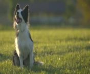 It’s Never Too Late, to Train Your Dog, Experts Say.&#60;br/&#62;Has your sweet puppy been a bit unruly?.&#60;br/&#62;No matter their age, experts say &#60;br/&#62;your dog can always benefit from &#60;br/&#62;some proper training.&#60;br/&#62;No matter their age, experts say &#60;br/&#62;your dog can always benefit from &#60;br/&#62;some proper training.&#60;br/&#62;Here&#39;s how to start:.&#60;br/&#62;Be Realistic.&#60;br/&#62;Dogs are unique and particular creatures.&#60;br/&#62;Experts say that sometimes you won&#39;t be &#60;br/&#62;able to un-train some behaviors in &#60;br/&#62;certain breeds of canines.&#60;br/&#62;Just like not every human &#60;br/&#62;is going to learn to love going &#60;br/&#62;to raves, not every dog is &#60;br/&#62;going to learn to love going &#60;br/&#62;to the dog park,Kayla Fratt, certified dog behavior consultant, via NPR.&#60;br/&#62;Say, for example, your dog is &#60;br/&#62;intimidating your guests.&#60;br/&#62;That might be a breed of dog that was selected for hundreds of years to defend against people walking &#60;br/&#62;in your front door. , Kim Brophey, applied ethologist and dog mediator, via NPR.&#60;br/&#62;Decide How &#60;br/&#62;You Want &#60;br/&#62;to Train.&#60;br/&#62;There are many methods regarding training your favorite puppy dog.&#60;br/&#62;Group classes, one-on-one consulting sessions, board and train, and self-led training are a few of the most common.&#60;br/&#62;Experts say to do your best to pick the most appropriate training for unique situations.&#60;br/&#62;For example, if your dog is being aggressive with other animals at home, training outside of your home may not be helping your situation at all.&#60;br/&#62;Understand the &#60;br/&#62;Methods.&#60;br/&#62;Dog training methodology often falls into two categories: those who train with positive reinforcement and those who consider themselves more balanced.&#60;br/&#62;Positive reinforcement training is &#60;br/&#62;the act of rewarding your dog when &#60;br/&#62;they do something good in hopes &#60;br/&#62;that they repeat their behavior.&#60;br/&#62;So-called balanced trainers often &#60;br/&#62;employ positive reinforcement &#60;br/&#62;training but are more willing to utilize corrections, such as e-collars