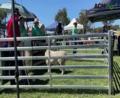 The ram was the ninth lot of the day at the on-property sale. Video by Ben Jaffrey