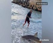 This shark was spotted beached on the coast of Gordon&#39;s Bay in Cape Town, South Africa, on Jan. 5. Watch as this man pulls the shark back into the water until the shark finally swims away.