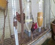 How to make a chicken feeder with a plastic pipe&#60;br/&#62;&#60;br/&#62;#howtomake&#60;br/&#62;#howto&#60;br/&#62;