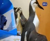 Wildlife experts at the RSPCA are caring for 15 birds who were caught up in a mystery spill off the coast of East Sussex and Kent.&#60;br/&#62;&#60;br/&#62;An emergency call came into the RSPCA on Friday (23 February) reporting birds who had been covered in contaminants following a spill off the Hastings coast.&#60;br/&#62;&#60;br/&#62;Rescuers went to collect the birds and a total of eight guillemots, six razorbills and one gannet have been rescued so far.&#60;br/&#62;&#60;br/&#62;Video: RSPCA