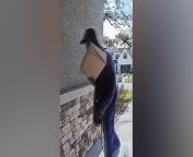 Porch pirate caught running off with package on doorbell camera in Florida from the package movie