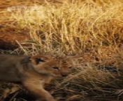 Lion Cubs - The journey of a baby lion to get to its mother&#60;br/&#62;Funny and Cute Animal Cubs Videos 2024&#60;br/&#62;Animals, Wildlife, Wild Babies, Wild Animals, Nature Documentary 4K&#60;br/&#62;&#60;br/&#62;▶️ Short Tube Playlist&#60;br/&#62;https://youtube.com/playlist?list=PLf2a2iB3mpVfBGVZIO-fQLOp7Q_O9M_QA&#60;br/&#62;&#60;br/&#62;this short video is just for entertainment (laugh, funny, amazed, happy, adorable and etc) there is nothing bad in it, every video is work of its own for its original owner and i support them.&#60;br/&#62;&#60;br/&#62;forgive me if there are word mistakes in editing&#60;br/&#62;enjoy watching and hope you all can be entertained&#60;br/&#62;&#60;br/&#62;&#60;br/&#62;#shorts #animals #babylions #lioncubs