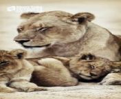 Lion Cubs - Waiting For Sleep (Now We Are Free)&#60;br/&#62;Funny and Cute Animal Cubs Videos 2024&#60;br/&#62;Animals, Wildlife, Wild Babies, Wild Animals, Nature Documentary 4K&#60;br/&#62;&#60;br/&#62;Subscribe:&#60;br/&#62;▶️ https://www.youtube.com/@karaokedangdutindonesia&#60;br/&#62;&#60;br/&#62;▶️ Short Tube Playlist&#60;br/&#62;https://youtube.com/playlist?list=PLf2a2iB3mpVfBGVZIO-fQLOp7Q_O9M_QA&#60;br/&#62;&#60;br/&#62;this short video is just for entertainment (laugh, funny, amazed, happy, adorable and etc) there is nothing bad in it, every video is work of its own for its original owner and i support them.&#60;br/&#62;&#60;br/&#62;forgive me if there are word mistakes in editing&#60;br/&#62;enjoy watching and hope you all can be entertained&#60;br/&#62;&#60;br/&#62;&#60;br/&#62;#shorts #animals #babylions #lioncubs