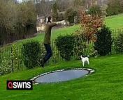 Funny home CCTV shows a man falling through a trampoline - and into a pool of cold water.&#60;br/&#62;&#60;br/&#62;Charlie Bond, 26, was trying to get his pet dog to join him on the trampoline at home in Buckingham, Bucks.&#60;br/&#62;&#60;br/&#62;Video shows him running around the garden then bouncing on the 15-year-old trampoline - before plunging through.&#60;br/&#62;&#60;br/&#62;Charlie was not hurt - but did get drenched.