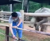 funy elephant from نيك حيوانات لبنات