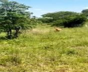 Deer Kicked Leopard Like A Zebra.#wildlifeonearth #dangerousanimals #wildlifephotographer #wildlifephotography #animalphotography #wildanimals #wild #lioness #animallover #leopard