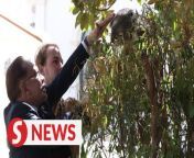 Association of Southeast Asian Nations (ASEAN) leaders were treated to a close encounter with Australia&#39;s iconic animal, the koala, as they arrived to Victorian Government House in Melbourne for the leaders retreat on Wednesday (March 6).&#60;br/&#62;&#60;br/&#62;WATCH MORE: https://thestartv.com/c/news&#60;br/&#62;SUBSCRIBE: https://cutt.ly/TheStar&#60;br/&#62;LIKE: https://fb.com/TheStarOnline