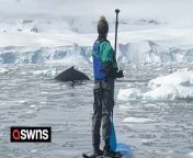 This is the incredible moment a group of paddleboarders in the Antarctic sea came face-to-face with a pod of humpback whales.&#60;br/&#62;&#60;br/&#62;Skylar Kaye, 23, was on an Antarctica cruise with her mother Tracy, 55, and brother Dylan, 32, in December last year when she captured the amazing moment.&#60;br/&#62;&#60;br/&#62;The trio, from Dallas, Texas, were out on the sea at Fournier Bay for about 45 minutes before coming into contact with eight humpback whales.&#60;br/&#62;&#60;br/&#62;The video shows Tracy saying &#92;