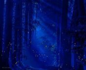In the enchanted wood, when the moonbeams pierce the thick trees creating a magical environment, thousands of fireflies whirl in the air in a spectacular number that only mother nature can give us. The sequences are so graceful, full of relaxation that at the mere sight, we can only be surprised by remaining silent and thankful.&#60;br/&#62;&#60;br/&#62;Nel bosco incantato, quando i raggi di luna trafiggono i folti alberi creando un ambiente magico, migliaia di lucciole volteggiano nell&#39;aria in un numero spettacolare che solo madre natura sa regalarci. Le sequenze sono così aggraziate, piene di relax che alla sola vista non possiamo che rimanere sorpresi rimanendo in silenzio e grati.