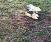 Occurred on April 6, 2023 / Florence, Alabama, USA&#60;br/&#62;&#60;br/&#62;: My chihuahua Maggie is being followed by three baby ducks who think she is their momma.