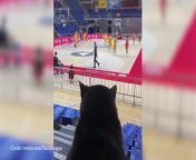 Watch: Serbian cat loves the Euroleague! from 155 nastya cat