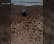 Adorable seal spotted on Folkestone beach