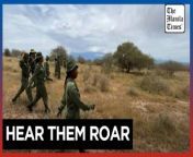 Kenya&#39;s Team Lioness fights poachers and prejudice&#60;br/&#62;&#60;br/&#62;Maasai women in Kenya bravely patrol the plains near Mount Kilimanjaro to defend wildlife from poachers. Yet, they also face the challenge of overcoming traditional biases within their community.&#60;br/&#62;&#60;br/&#62;Video by AFP&#60;br/&#62;&#60;br/&#62;Subscribe to The Manila Times Channel - https://tmt.ph/YTSubscribe &#60;br/&#62; &#60;br/&#62;Visit our website at https://www.manilatimes.net &#60;br/&#62;&#60;br/&#62;Follow us: &#60;br/&#62;Facebook - https://tmt.ph/facebook &#60;br/&#62;Instagram - https://tmt.ph/instagram &#60;br/&#62;Twitter - https://tmt.ph/twitter &#60;br/&#62;DailyMotion - https://tmt.ph/dailymotion &#60;br/&#62; &#60;br/&#62;Subscribe to our Digital Edition - https://tmt.ph/digital &#60;br/&#62; &#60;br/&#62;Check out our Podcasts: &#60;br/&#62;Spotify - https://tmt.ph/spotify &#60;br/&#62;Apple Podcasts - https://tmt.ph/applepodcasts &#60;br/&#62;Amazon Music - https://tmt.ph/amazonmusic &#60;br/&#62;Deezer: https://tmt.ph/deezer &#60;br/&#62;Tune In: https://tmt.ph/tunein&#60;br/&#62; &#60;br/&#62;#TheManilaTimes&#60;br/&#62;#tmtnews&#60;br/&#62;#kenya&#60;br/&#62;#teamlioness