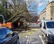 Large trees fall in Dundas Street after Storm Kathleen hits Edinburgh from large black cock