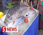Quy Nhon Coastal City in the central province of Binh Dinh offers many delicacies made from fish. &#60;br/&#62;&#60;br/&#62;One of the more unusual ones is tuna eyeball stew! It may not be to everyone’s taste, but many locals really love this fish dish.&#60;br/&#62;&#60;br/&#62;WATCH MORE: https://thestartv.com/c/news&#60;br/&#62;SUBSCRIBE: https://cutt.ly/TheStar&#60;br/&#62;LIKE: https://fb.com/TheStarOnline