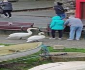 In a hilarious turn of events, these two swans approached this couple who were eating food on a bench. As soon as the swans reached nearby, the couple stood up and prepared to leave, when one of the swans tried to bite the woman&#39;s leg. However, the couple quickly left.