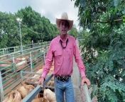 Nick Handley, Elders Blackall, gives his market report at the Blackall saleyards. Video by Sally Gall.