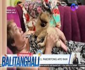 Ang isang aso nga raw Carigara, Leyte, mini-me sa sukat, pero all-out sa tapang.&#60;br/&#62;&#60;br/&#62;&#60;br/&#62;Balitanghali is the daily noontime newscast of GTV anchored by Raffy Tima and Connie Sison. It airs Mondays to Fridays at 10:30 AM (PHL Time). For more videos from Balitanghali, visit http://www.gmanews.tv/balitanghali.&#60;br/&#62;&#60;br/&#62;#GMAIntegratedNews #KapusoStream&#60;br/&#62;&#60;br/&#62;Breaking news and stories from the Philippines and abroad:&#60;br/&#62;GMA Integrated News Portal: http://www.gmanews.tv&#60;br/&#62;Facebook: http://www.facebook.com/gmanews&#60;br/&#62;TikTok: https://www.tiktok.com/@gmanews&#60;br/&#62;Twitter: http://www.twitter.com/gmanews&#60;br/&#62;Instagram: http://www.instagram.com/gmanews&#60;br/&#62;&#60;br/&#62;GMA Network Kapuso programs on GMA Pinoy TV: https://gmapinoytv.com/subscribe