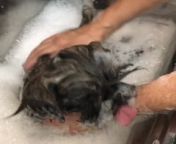 This puppy enjoyed their bath time and cooperated with their owner as they gave them a bath. They hilariously tried to lick the soapy water that their owner later wiped from their faces.
