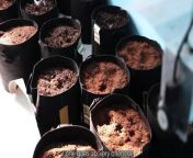 / Video shared by Nottinghamshire Police / &#60;br/&#62;&#60;br/&#62;Police have issued a warning to landlords after a property was left badly damaged by an illegal cannabis grow.&#60;br/&#62;&#60;br/&#62;The property, in Mason Street, Sutton, had been transformed into a multi-room drug factory in the short period since it was rented out.&#60;br/&#62;&#60;br/&#62;PC Ryan Frew-McGill, of Nottinghamshire Police, has issued some advice following the discovery. &#60;br/&#62;&#60;br/&#62;Full story here: https://www.chad.co.uk/news/crime/warning-to-landlords-after-sutton-home-damaged-by-cannabis-grow-4591014