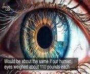 Our eyes are how we take in most of the world around us, but for one creature in the animal kingdom, its evolutionary path has literally put all of its survival eggs into optics. Experts say its eyes weigh 20 times the weight of the rest of its head and now they might know why.