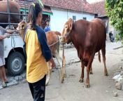 see woman breed cow in village from bodo village sax hd