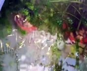 Here is a healthy full gold 24k Guppies in my pond. Have fun watching it