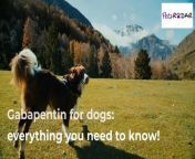 A vets guide to Gabapentin for Dogs