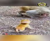 Your happiness is very necessary, that&#39;s why we have prepared a funny video to entertain you, this is a video about funny animals
