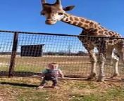 Cute Giraffe Gives Baby Smooches &#60;br/&#62;Wow what video