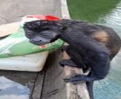 A wild monkey stranded in a river sought refuge on a man&#39;s boat. The monkey was trying to swim to shore when the man spotted it struggling in the water. He quickly approached the monkey who clung onto the boat and climbed aboard itself. After looking at the man in gratitude, the monkey walked to the front of the boat and jumped off when it reached the shore.