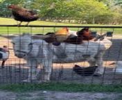 Pedro, the donkey, had a one of a kind bond with the chickens in the farm. He stood still on the farm as the hens relaxed on his back, which did not appear to be a concern for him, and he was content in their company.