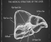 The liver is the second largest organ in the body. It can regrow itself and remove toxins from the blood.