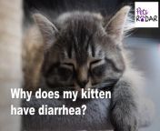 &#39;Why does my kitten have diarrhea?&#39; There are many potential causes of gastrointestinal issues in kittens, any of which can leave pet owners asking this.