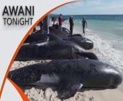 Authorities are rushing to save more than 160 pilot whales from a mass stranding at a beach in western Australia, with at least 26 of them dead before authorities could begin a rescue attempt.