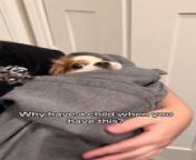 This woman treated her puppy like her child while trying to make them sleep. She comforted the puppy by wrapping them in a towel and holding them in her arms to help them sleep.&#60;br/&#62;&#60;br/&#62;“The underlying music rights are not available for license. For use of the video with the track(s) contained therein, please contact the music publisher(s) or relevant rightsholder(s).”