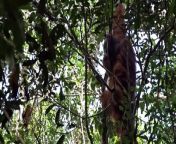 An ape has been seen treating a wound using a medicinal plant for the first time. In a world first, the wild male Sumatran orangutan known as Rakus was observed applying chewed leaves from Akar Kuning - a climbing plant used in traditional medicine to treat injuries andconditions including dysentery, diabetes, and malaria — to a wound on his cheek. &#60;br/&#62;&#60;br/&#62;Video: SWNS