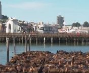 Record number of sea lions crash on San Francisco pierSource AP