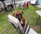 In a cute yet hilarious turn of events, two Boxer dogs both wanted to sit on the same chair. So, they did! Despite having three chairs around, neither was willing to give up their spot. Later, one of the dogs stood up on the chair while the other sat beneath them, making the scene even more comical.