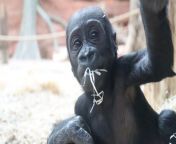 A baby gorilla teased zoo-goers by pulling funny faces at them. &#60;br/&#62;&#60;br/&#62;Lucie Štěpničková, 37, was visiting Prague Zoo on May 5, 2024, when the two gorillas started playing in their enclosure. &#60;br/&#62;&#60;br/&#62;The baby, Mobi, four months old - a critically endangered western lowland gorilla - was born in January 2, to mother Duni.&#60;br/&#62;&#60;br/&#62;During Lucie&#39;s visit, Mobi was playing by the windows and pulling funny faces at the onlookers.&#60;br/&#62;&#60;br/&#62;Lucie, 37, from Prague, Czech Republic, said: &#92;
