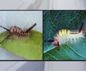 Dr. Jackson Mosley, a Polk County Parks &amp; Natural Resources Entomologist, talks about the Tussock Moth Caterpillar, why we are seeing so many of them, how long we should expect to see them and how they are potentially harmful.
