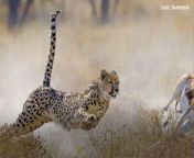 These giant felines are the world&#39;s fastest land animals. Here&#39;s why.