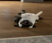 This cat and dog duo were having one of their play fights and it was clear from beginning to end that the unchallenged winner would be Karel, the cat as they constantly pinned down their opponent. Ollie, the dog made several attempts at getting back at Karel but was rendered ineffective each time.