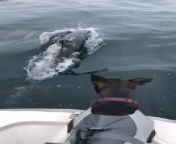 While out on a boat ride, a pod of dolphins swam along with the boat and the dog couldn&#39;t hide his excitement at seeing them. Even the dolphins seemed to enjoy the dog&#39;s presence and seemingly communicated with each other.