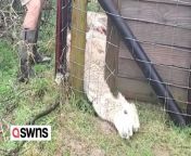 This hapless alpaca needed rescuing after getting stuck in a fence for 16 hours - because of its long NECK.&#60;br/&#62;&#60;br/&#62;Owner Josh Hyson, 45, found Fanny Ann wedged into a corner of the field and trapped under wire fencing on Friday morning (9/02). &#60;br/&#62;&#60;br/&#62;He had thought she had died after spending the night in the freezing rain but sprang into action when he saw her chest was moving.&#60;br/&#62;&#60;br/&#62;Video shows Josh using bolt croppers to cut away the fence and rub her to help her breathe, before dragging her to safety.&#60;br/&#62;&#60;br/&#62;Eventually Fanny Ann stood up and three days later has made a miracle recovery.&#60;br/&#62;&#60;br/&#62;Josh, who runs Dartmoor Reach Glamping Yoga and Alpaca Farm with wife Natalie, 46, said: &#92;