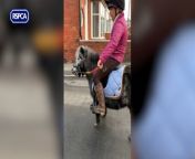 A couple from Peterlee have been disqualified from keeping all animals following a string of animal welfare offences - which included setting a dog on a chicken, riding a small lame pony, beating another dog, and killing and burning the remains of a puppy.&#60;br/&#62;&#60;br/&#62;