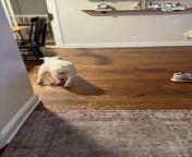 Watch the heartsome moment as a puppy and a toddler share a delightful reunion! The pure happiness on the toddler&#39;s face as he embraces the puppy will melt your heart. Experience the special bond between children and pets in this heartwarming video!.&#60;br/&#62;&#60;br/&#62;Video ID: WGA748963&#60;br/&#62;&#60;br/&#62;All the content on Heartsome is managed by WooGlobe&#60;br/&#62;&#60;br/&#62;►SUBSCRIBE for more Heartsome Videos: &#60;br/&#62;&#60;br/&#62;-----------------------&#60;br/&#62;Copyright - #wooglobe #heartsome &#60;br/&#62;#heartwarming #reunion #toddler #puppylove #purejoy #kidsandpets #familylove #adorable #petsofinstagram #cutedogs #cutetoddlers #petlovers #viralvideo #spreadlove #feelgood #bondingmoment #sweetmoments #petvideos #toddlerlife #puppylife #puppies #petlove #petcompanionship #pets #toddlerlife #toddleractivities #toddlerantics #petlover
